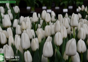 Tulipa Darwisnow ® (2)